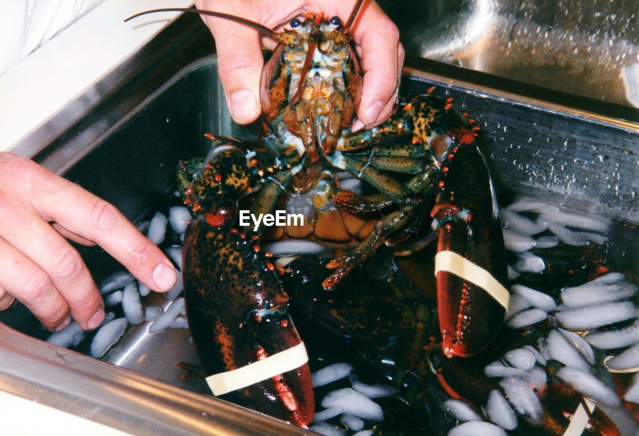Close-up of man holding lobster