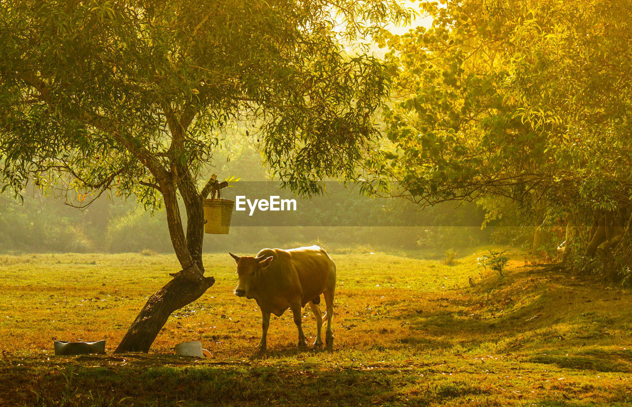 Cows standing in a field