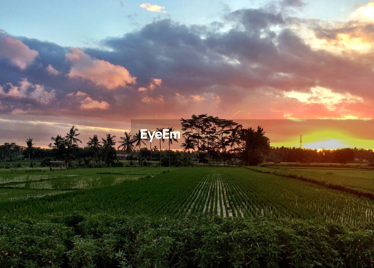 Crops growing on field against sky during sunset