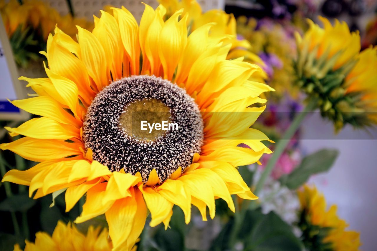 Close-up of fresh sunflower blooming outdoors