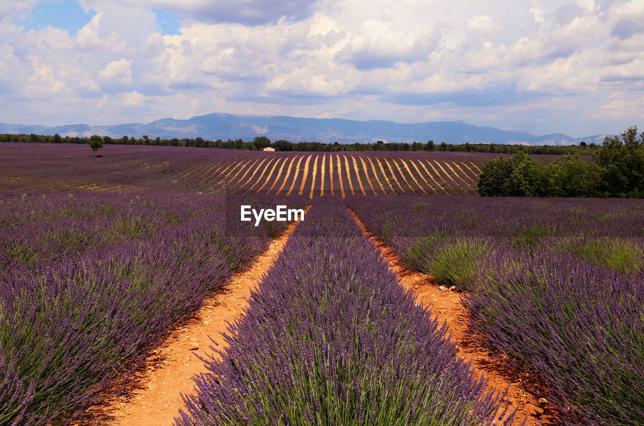 Scenic view of field against cloudy sky