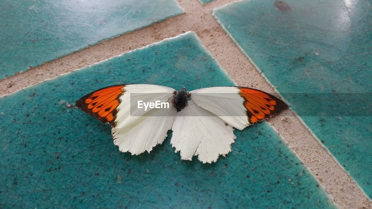 HIGH ANGLE VIEW OF BUTTERFLY ON THE GROUND