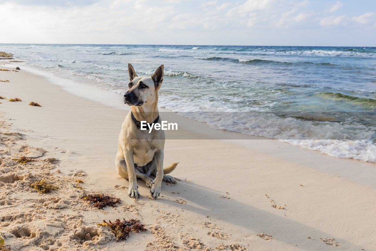 DOG AT BEACH
