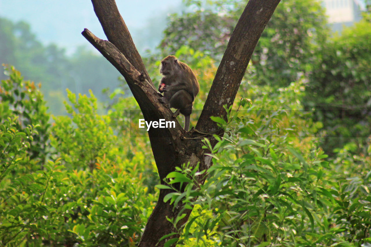 MONKEY ON TREE