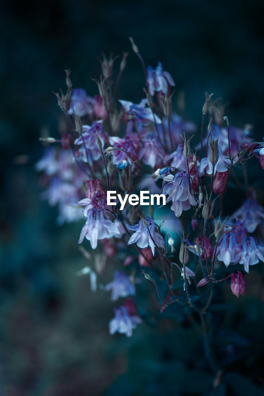 CLOSE-UP OF PURPLE FLOWERS ON PLANT