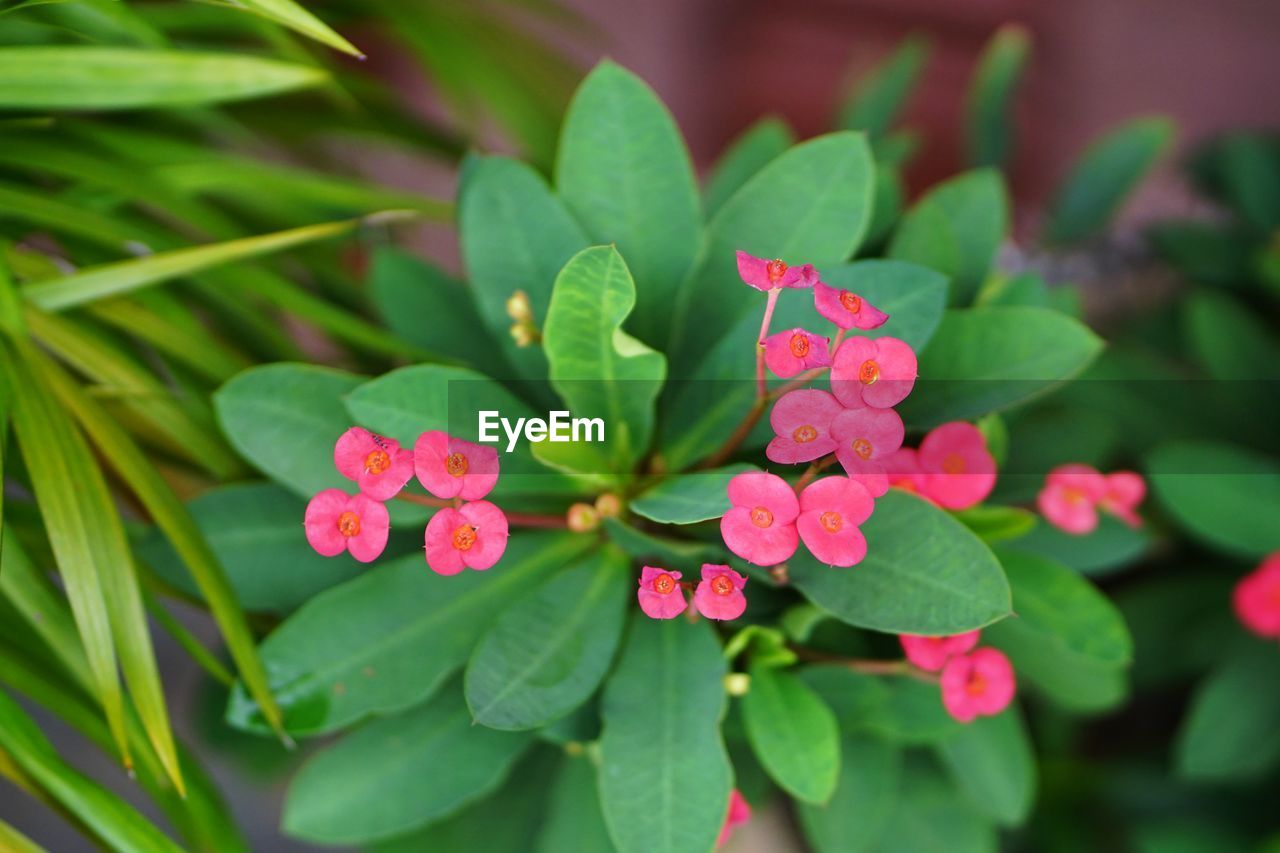 HIGH ANGLE VIEW OF PINK FLOWERING PLANTS