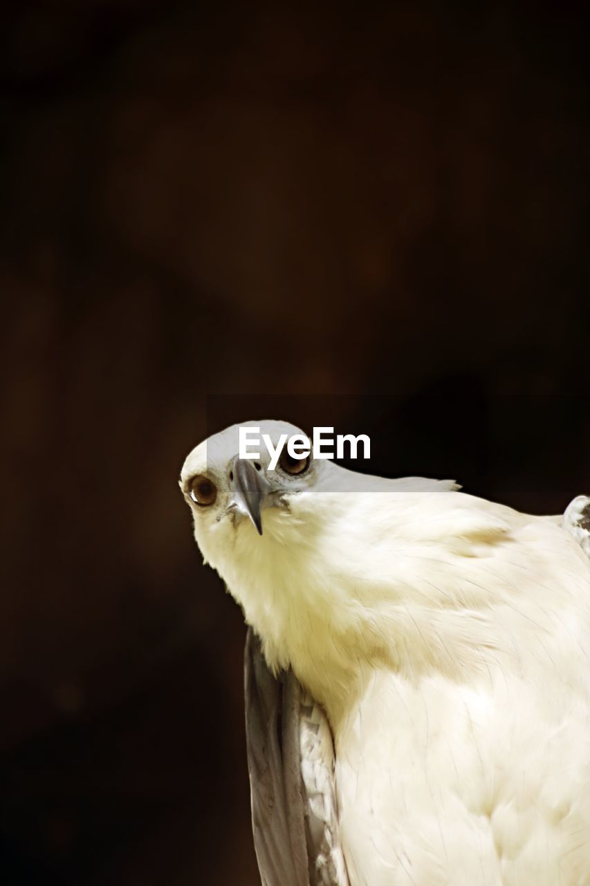 White-bellied sea eagle looking straight at camera