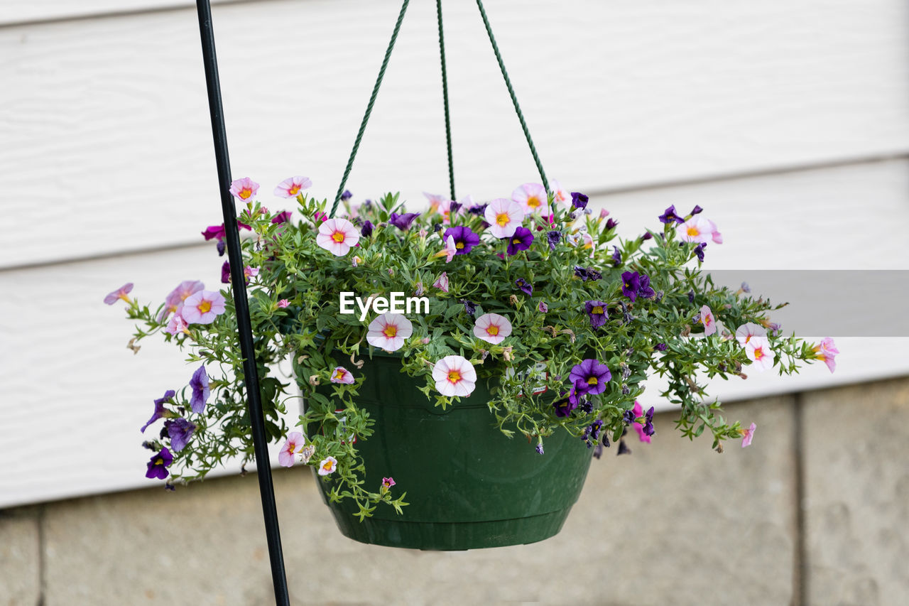 A hanging basket of multi colored calibrachoa