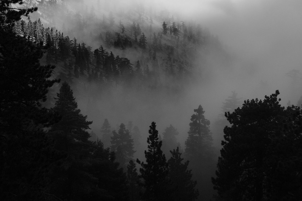 PANORAMIC VIEW OF PINE TREES AGAINST SKY