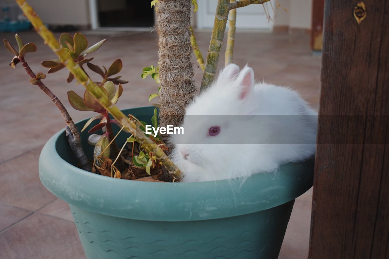 CAT ON POTTED PLANT