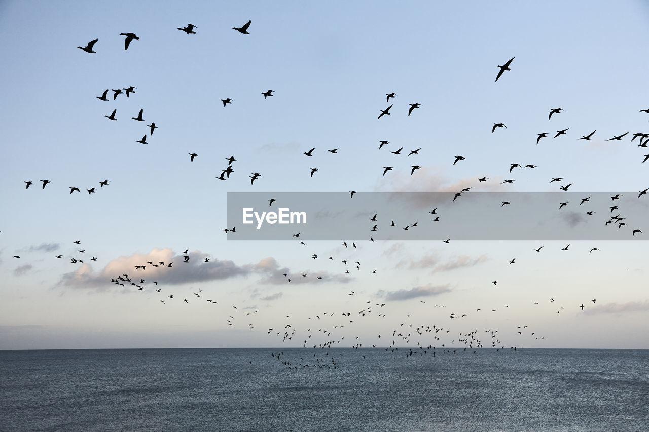 FLOCK OF BIRDS FLYING IN SKY