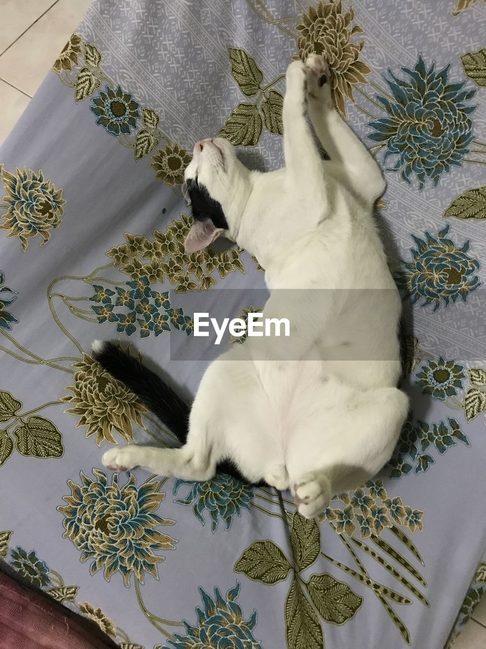 high angle view of cat sleeping on bed at home