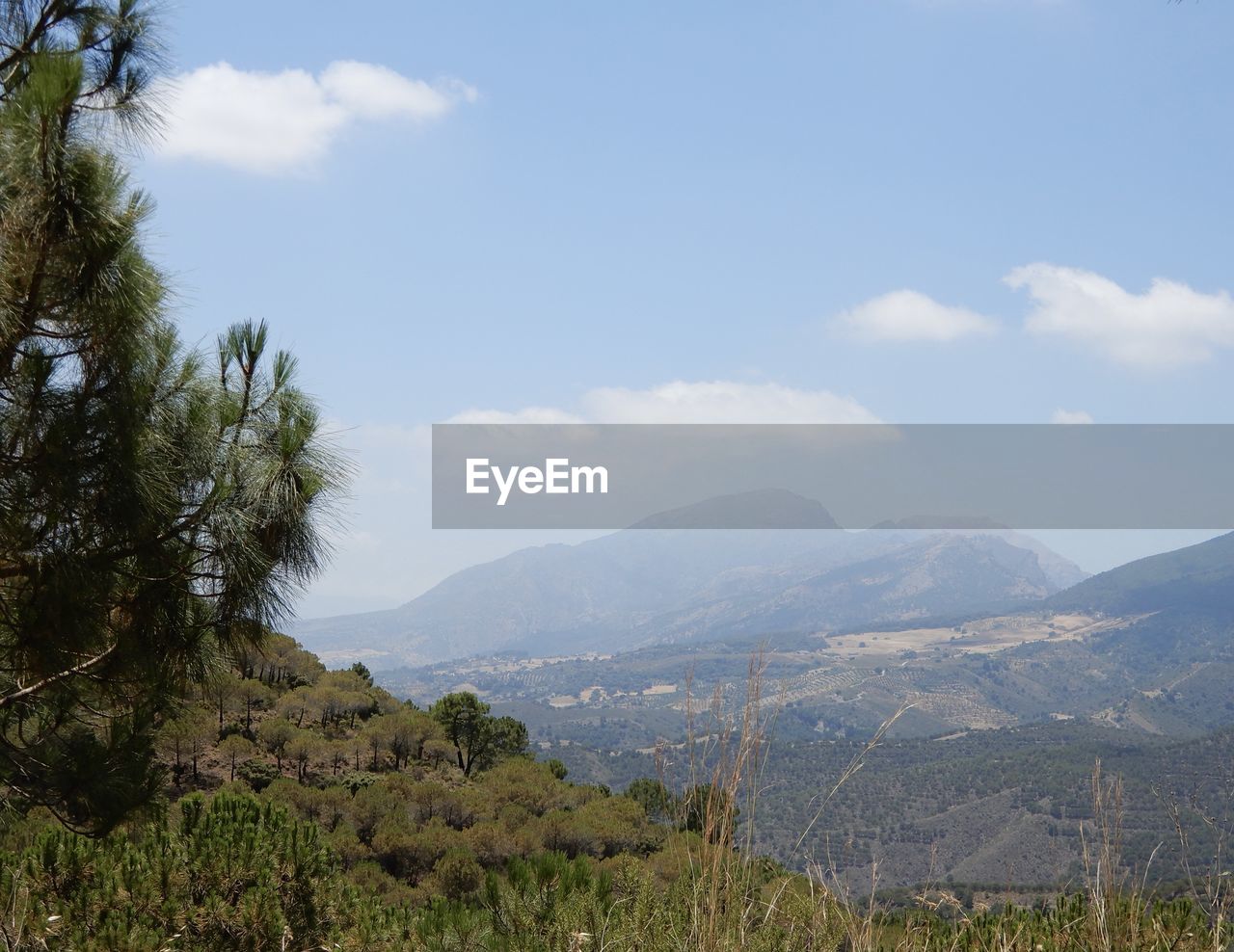 mountain, sky, plant, tree, environment, scenics - nature, landscape, cloud, beauty in nature, nature, land, mountain range, wilderness, no people, tranquility, ridge, tranquil scene, day, outdoors, travel destinations, travel, non-urban scene, pinaceae, forest, pine tree, coniferous tree, tourism, growth, rural area, meadow, valley, green, blue