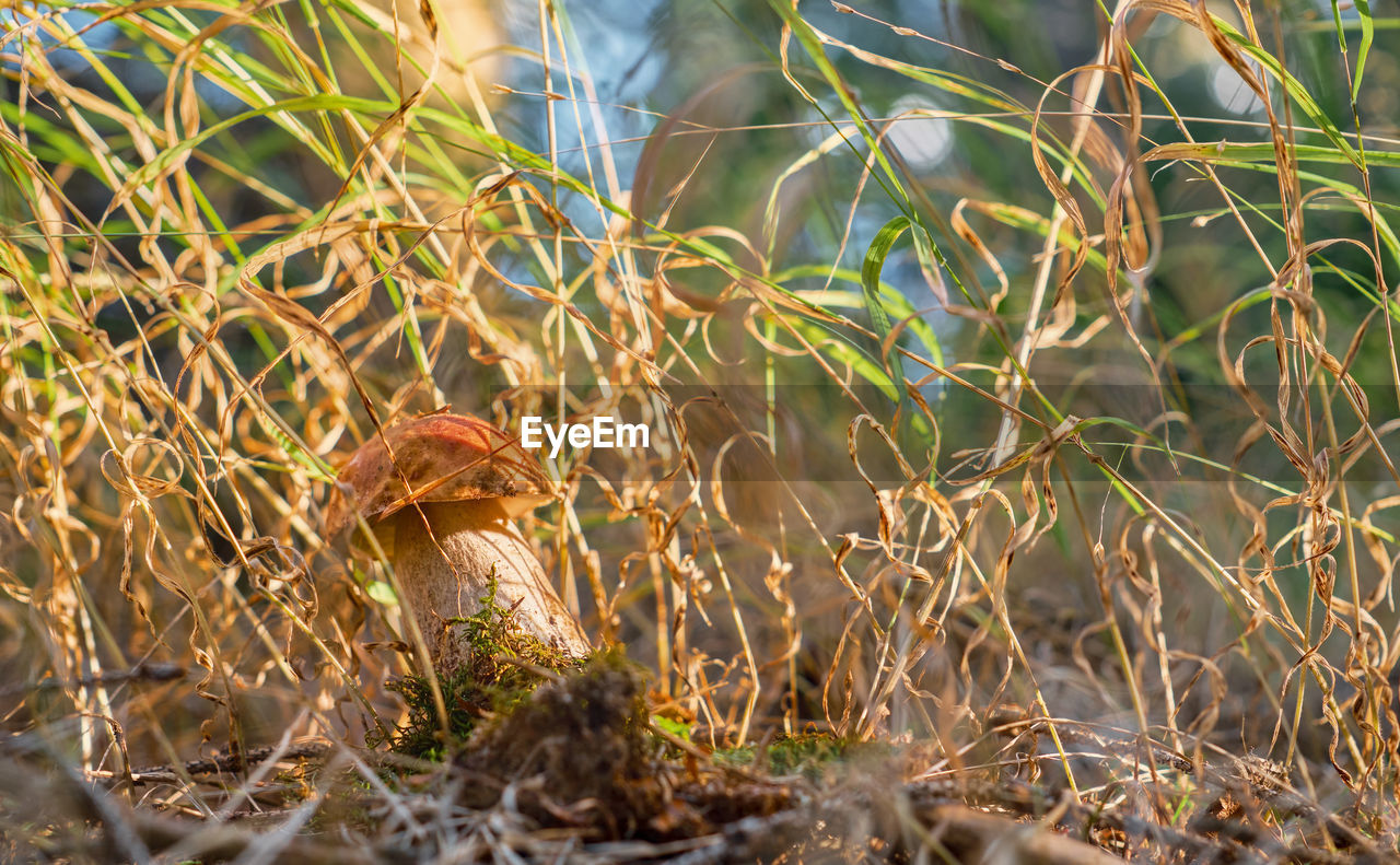 White mushroom among grass in forest floor, close-up of an autumn forest postcard with copy space. 