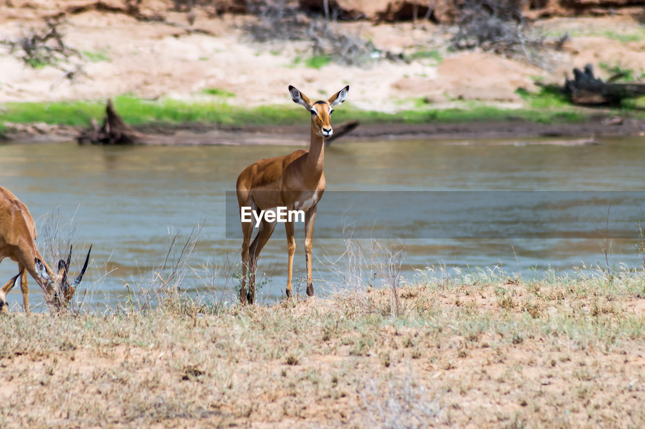 VIEW OF HORSE ON FIELD