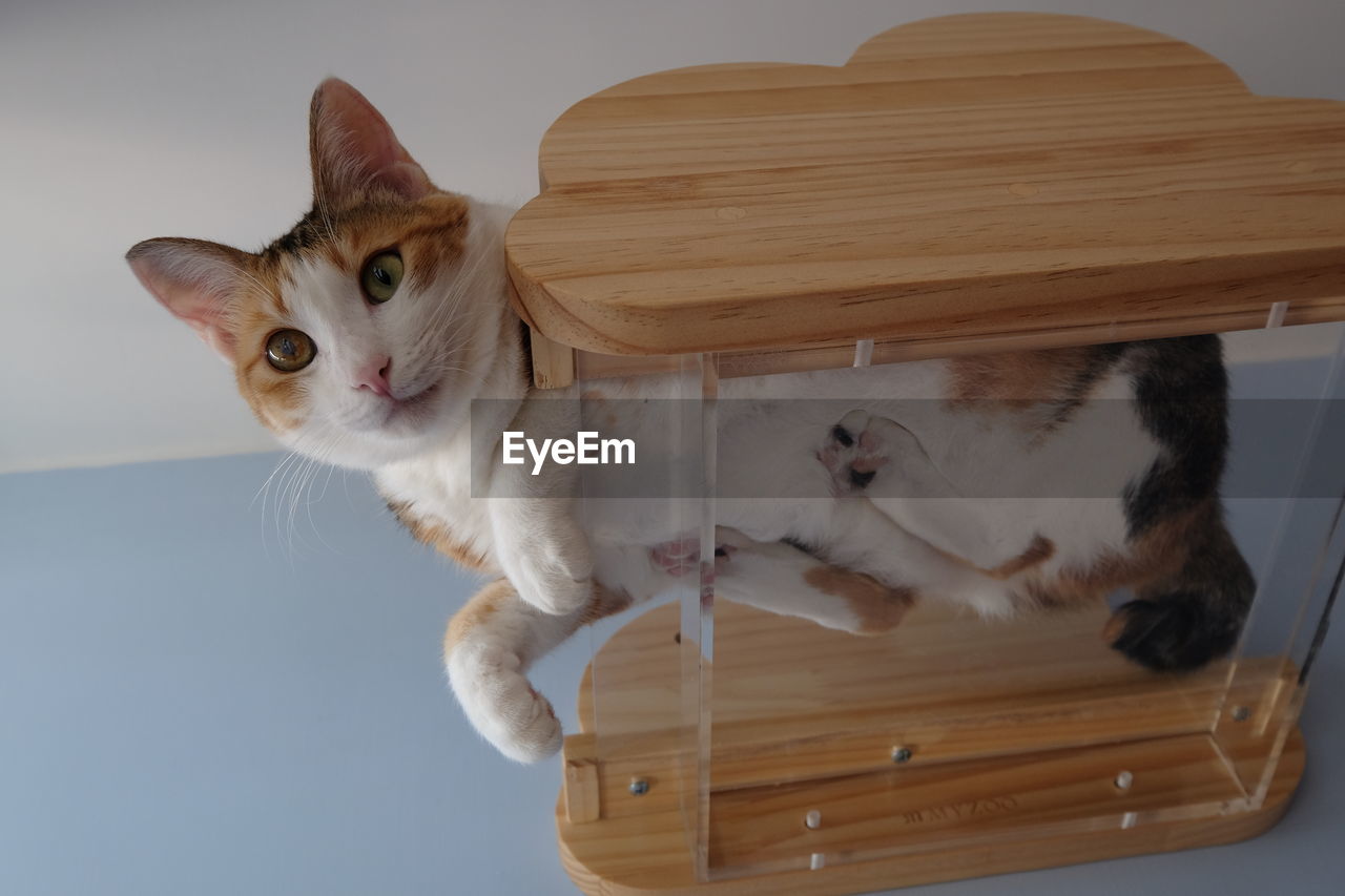 PORTRAIT OF A CAT ON TABLE