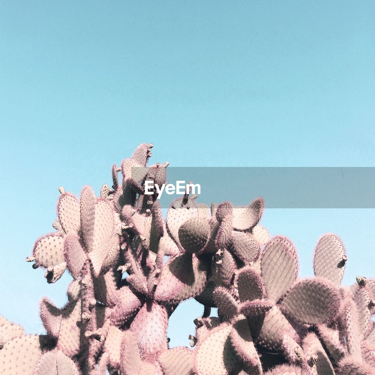 LOW ANGLE VIEW OF SUCCULENT PLANT AGAINST CLEAR SKY