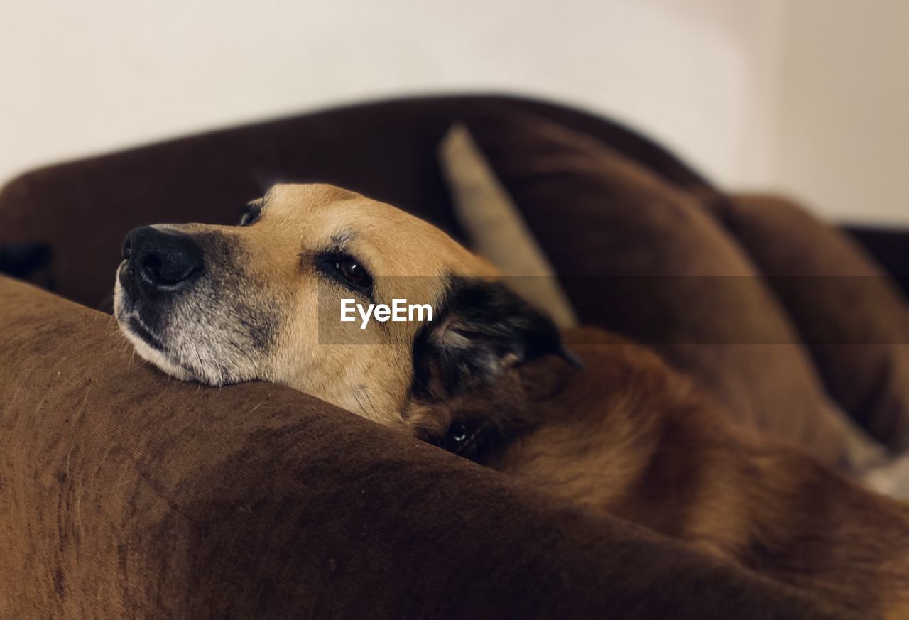 Close-up of dog resting on sofa