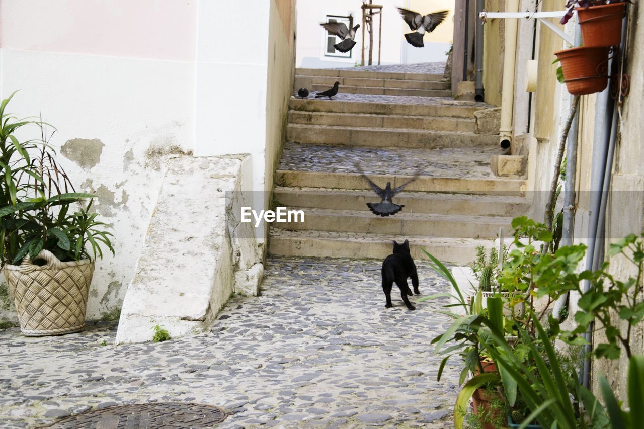 Cat hunting pigeons in front of building