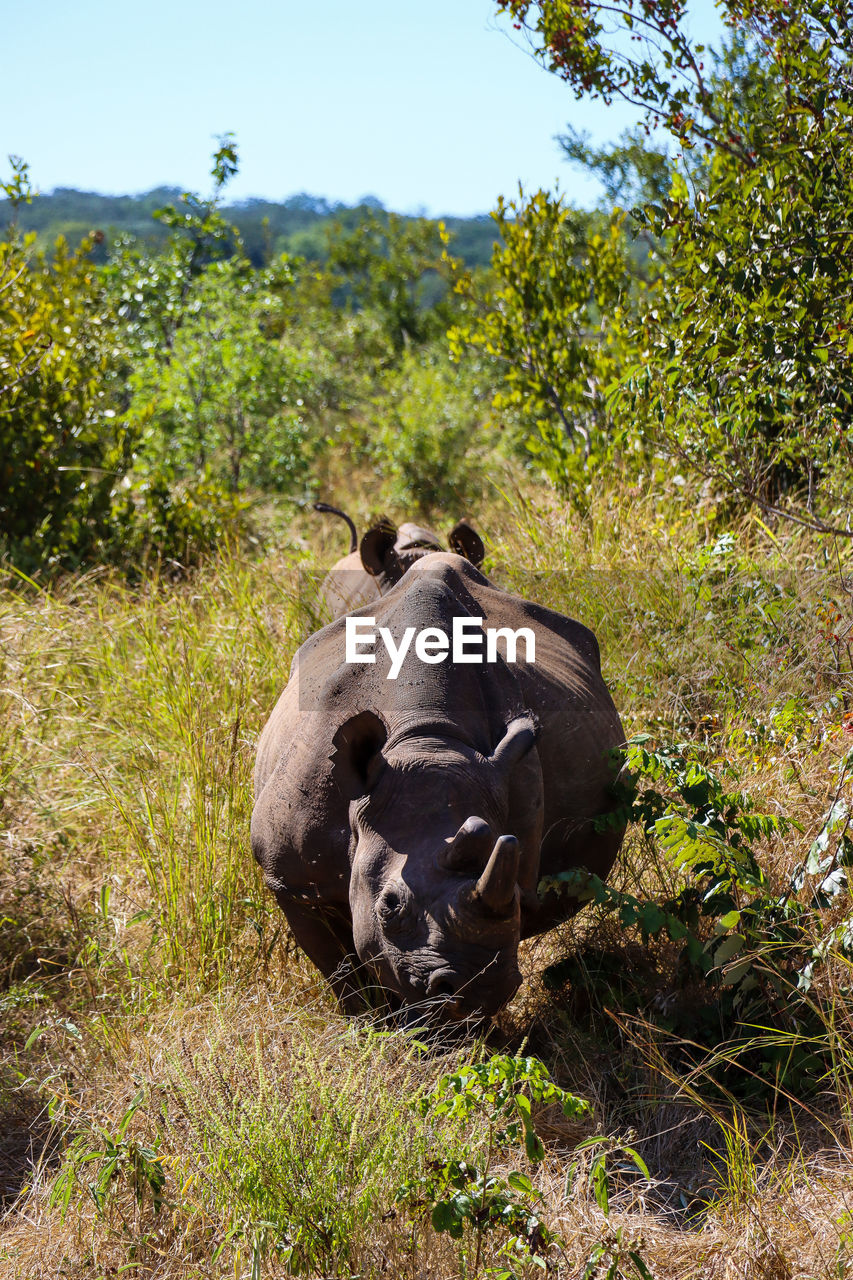 Black rhino mother charging to defend baby