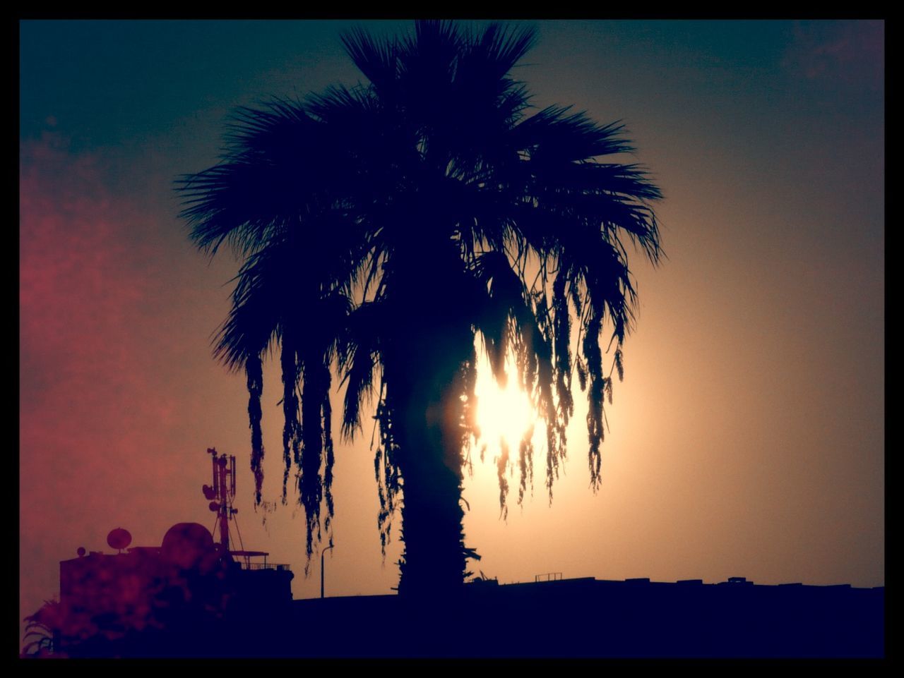Silhouette of palm tree at sunset