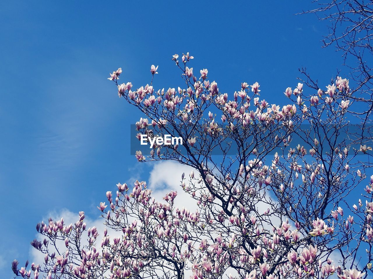 LOW ANGLE VIEW OF APPLE BLOSSOMS IN SPRING AGAINST BLUE SKY