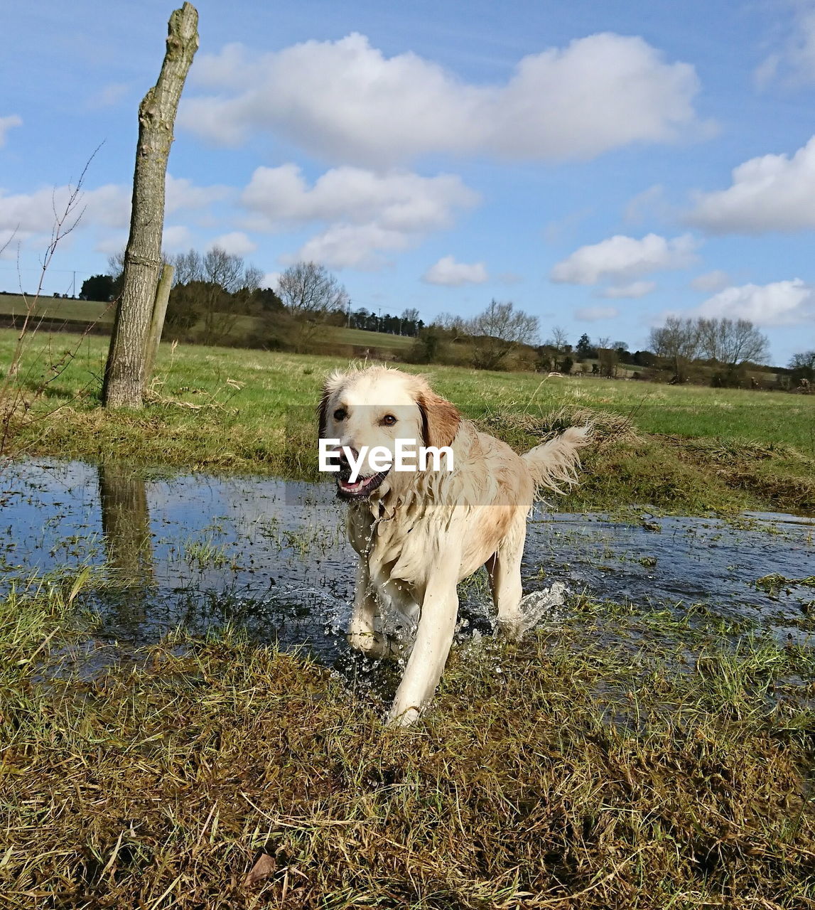 DOG ON GRASS BY WATER AGAINST SKY