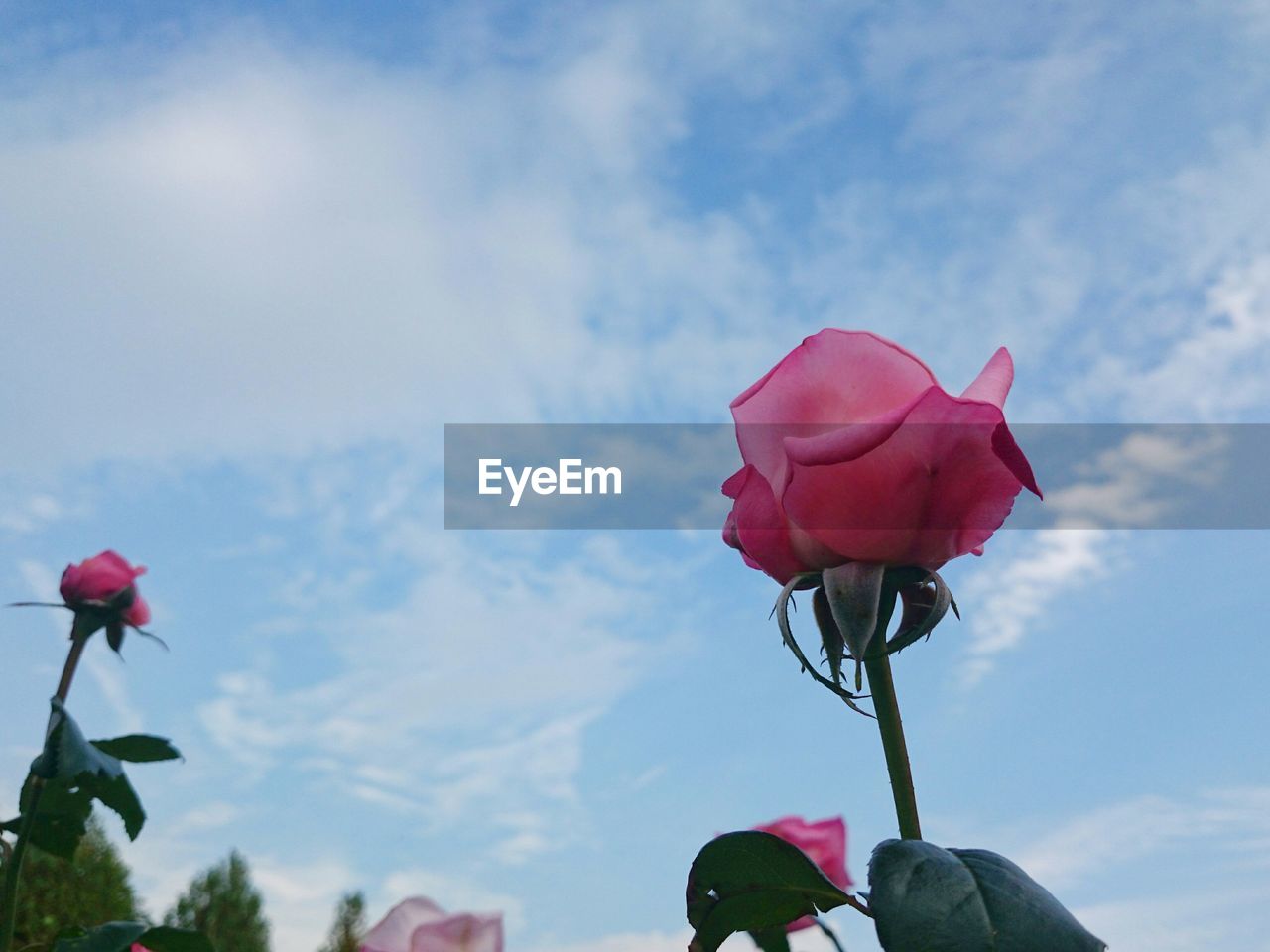 Low angle view of pink rose against sky