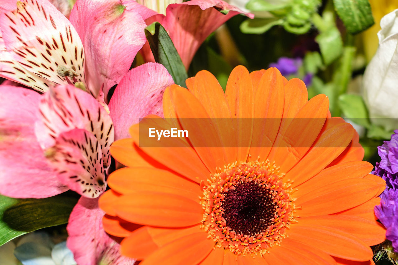 CLOSE-UP OF FLOWERS BLOOMING