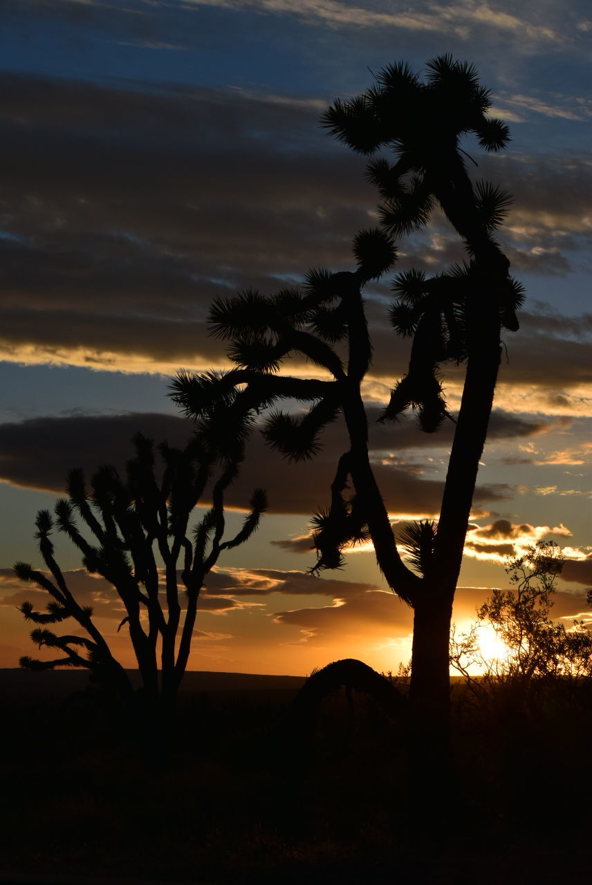 SILHOUETTE TREES ON BEACH AGAINST SKY DURING SUNSET