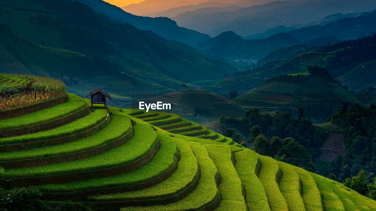 Scenic view of rice paddy