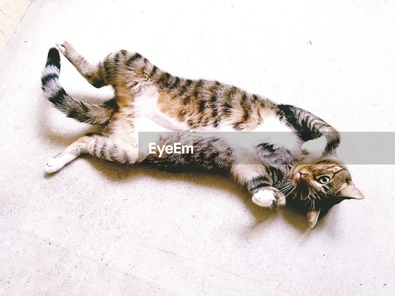 HIGH ANGLE VIEW OF CAT LYING DOWN ON FLOOR