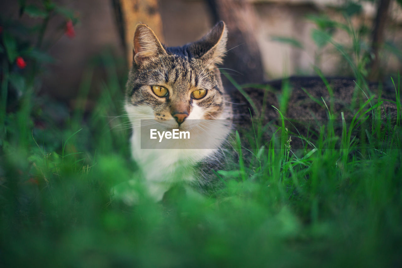 Portrait of tabby cat on field