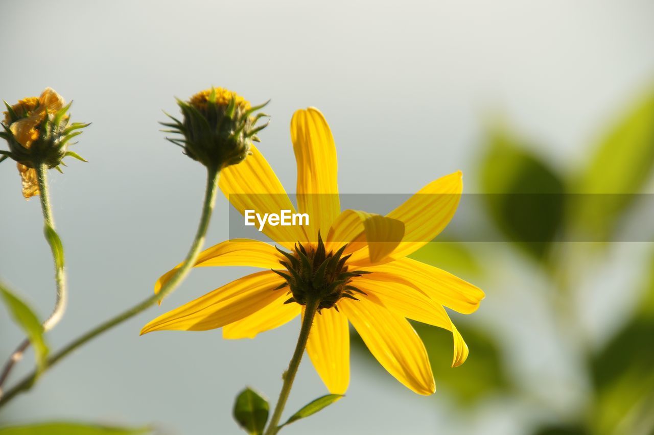 Close-up of yellow flowering plant