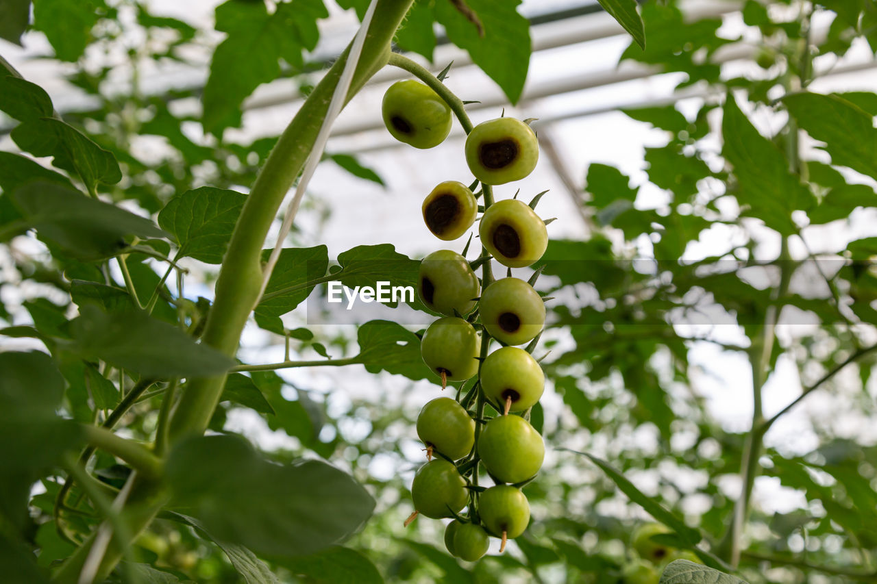 Still green, unripe, young tomato fruits affected by blossom end rot