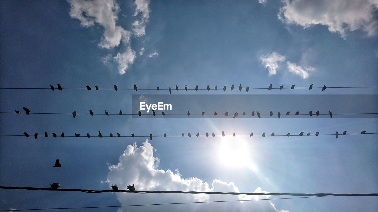 LOW ANGLE VIEW OF BIRDS FLYING IN SKY