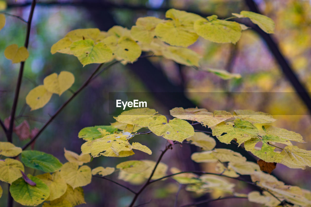 CLOSE-UP OF YELLOW MAPLE LEAVES ON TREE