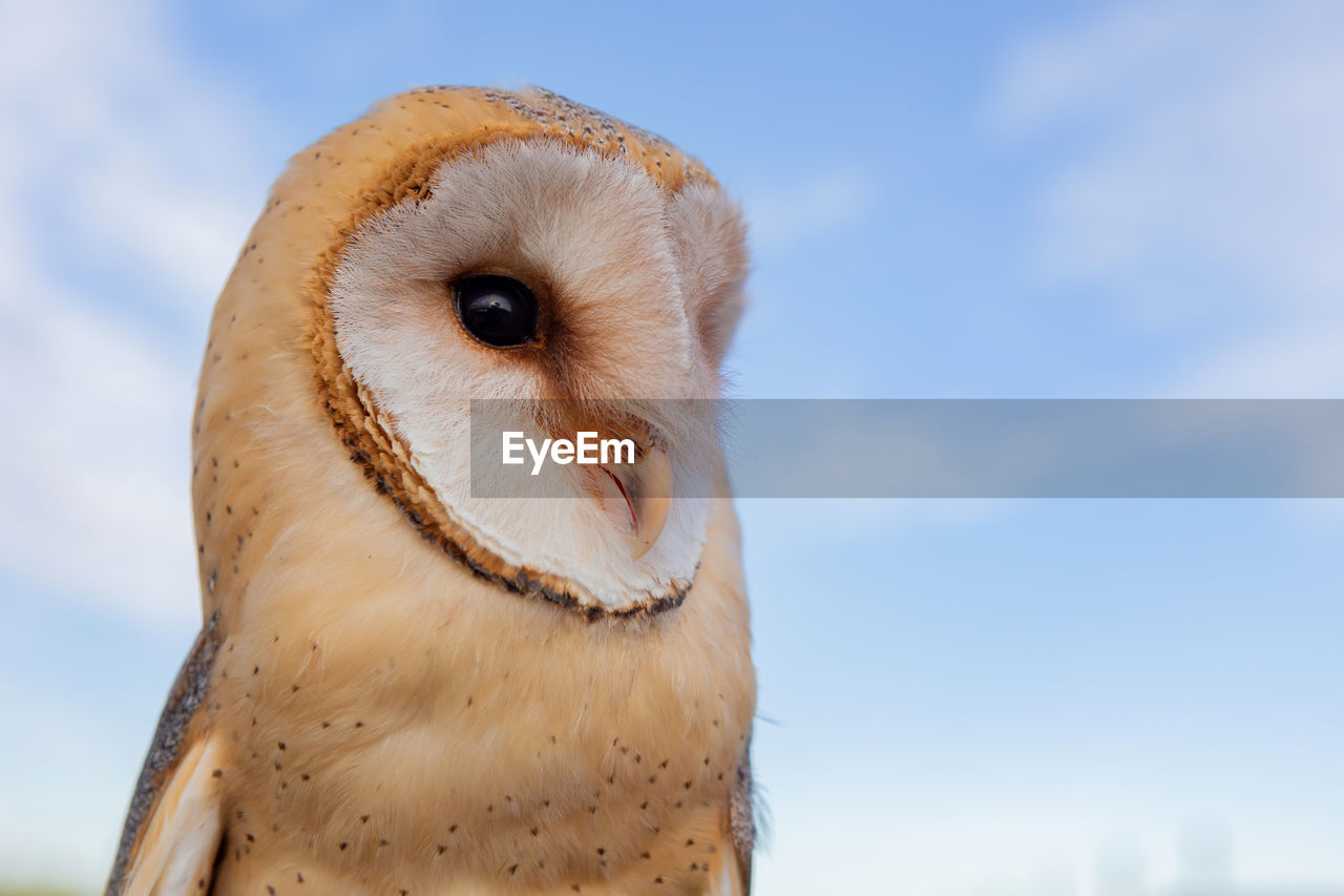 CLOSE-UP PORTRAIT OF A OWL