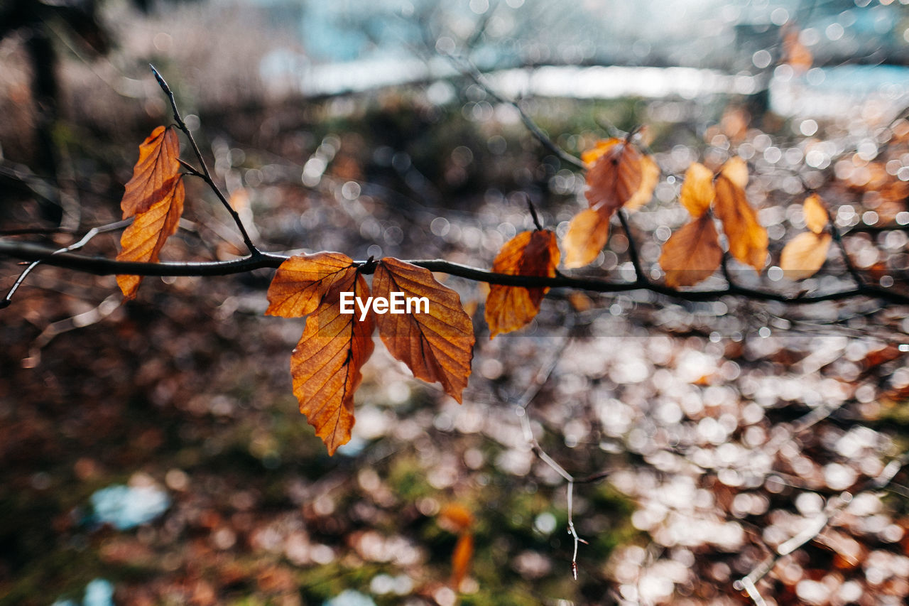 Close-up of autumn leaves on tree