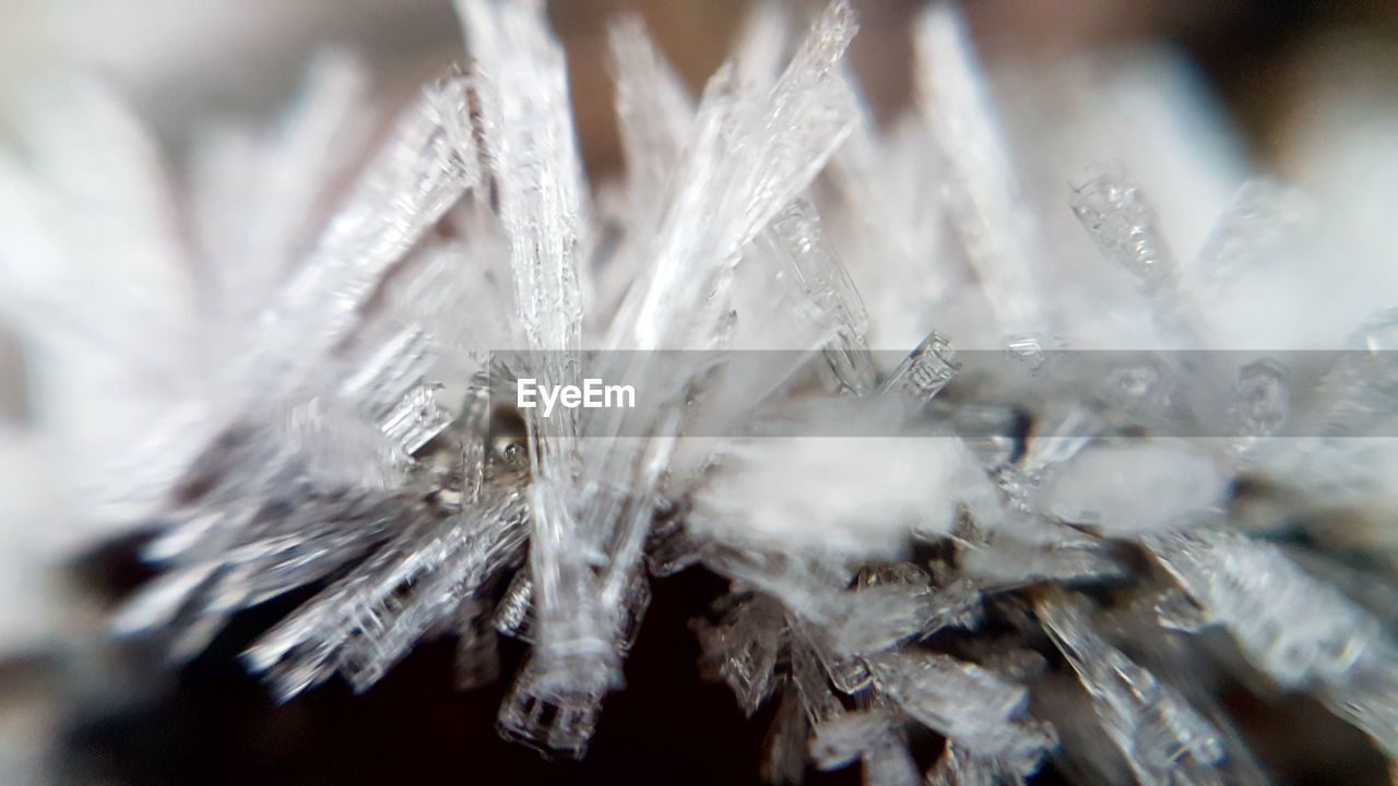 CLOSE-UP OF FROZEN FLOWERS