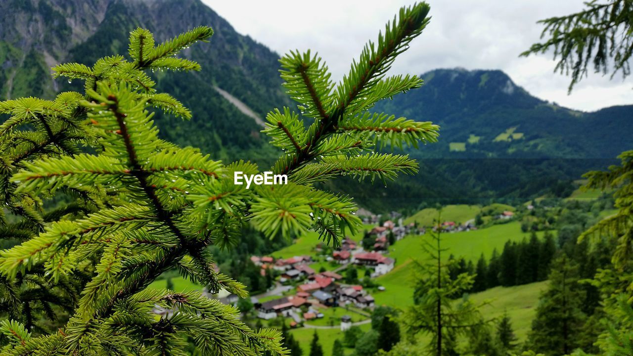 Close-up of fresh green mountains against sky
