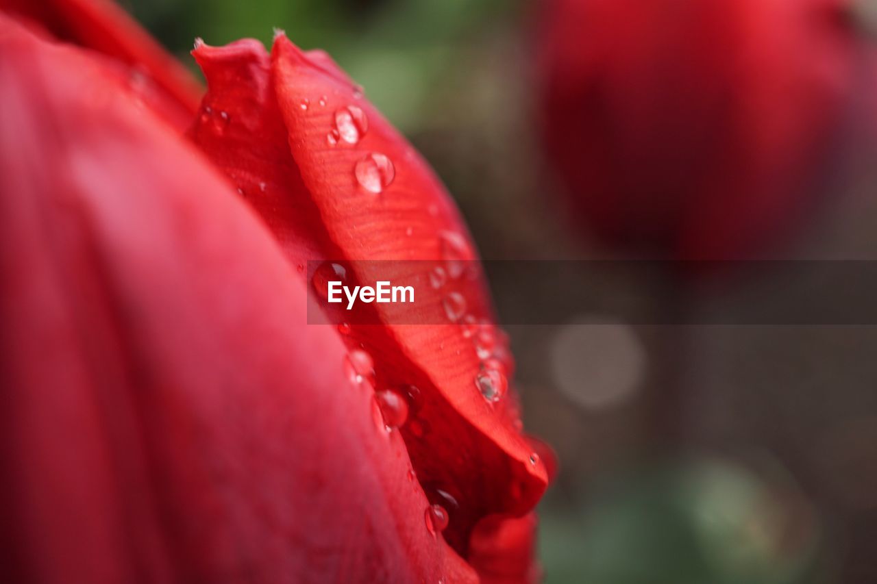 Close-up of red flower