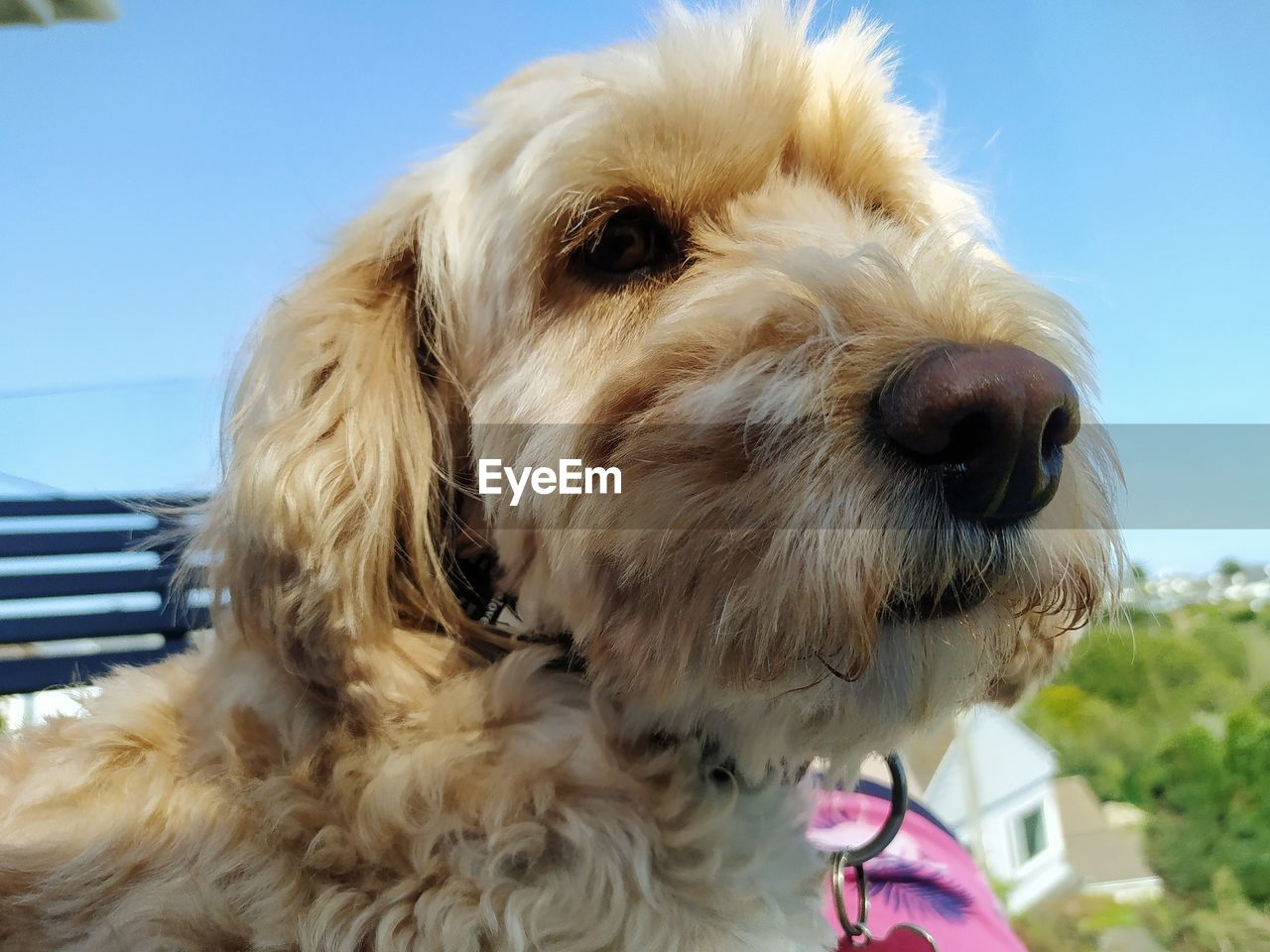 CLOSE-UP OF A DOG LOOKING AWAY OUTDOORS