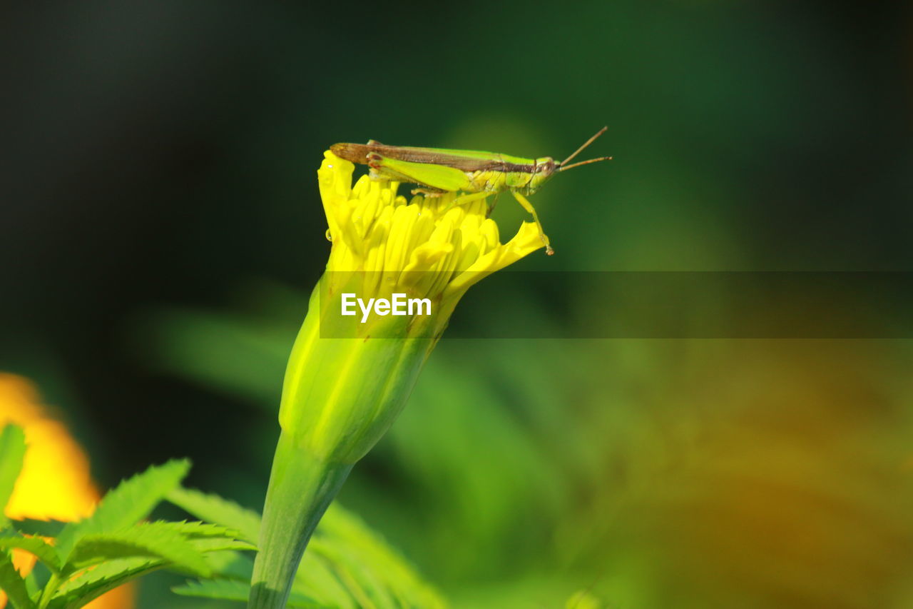 CLOSE-UP OF YELLOW FLOWER ON LEAF