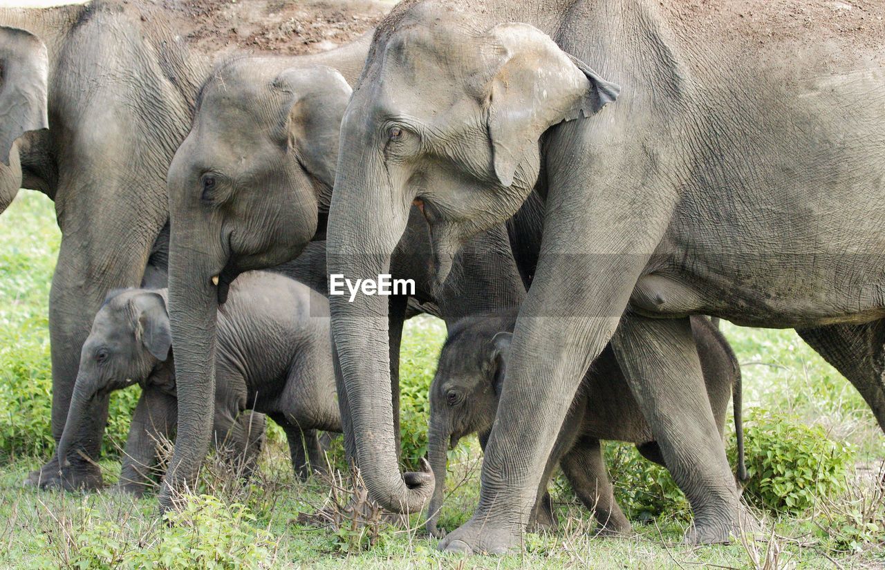 VIEW OF ELEPHANT IN THE ANIMAL