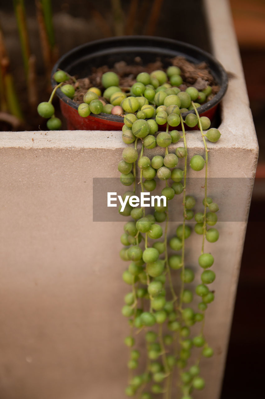 Vetch plant growing