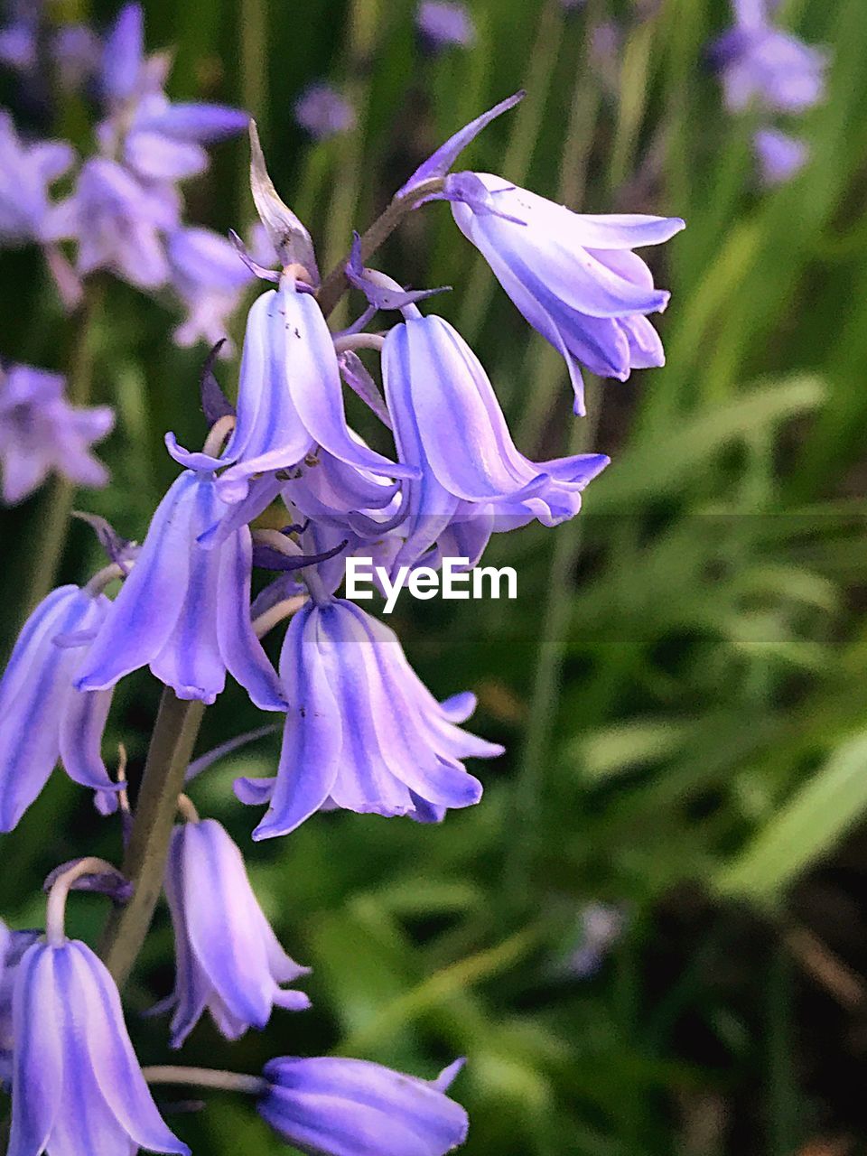 Close-up of flowers blooming outdoors