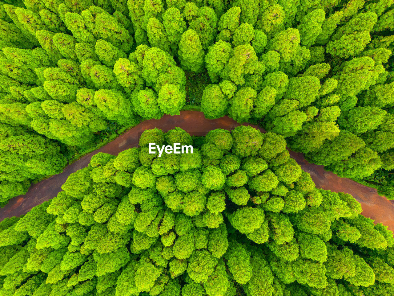 close-up of fresh green leaves