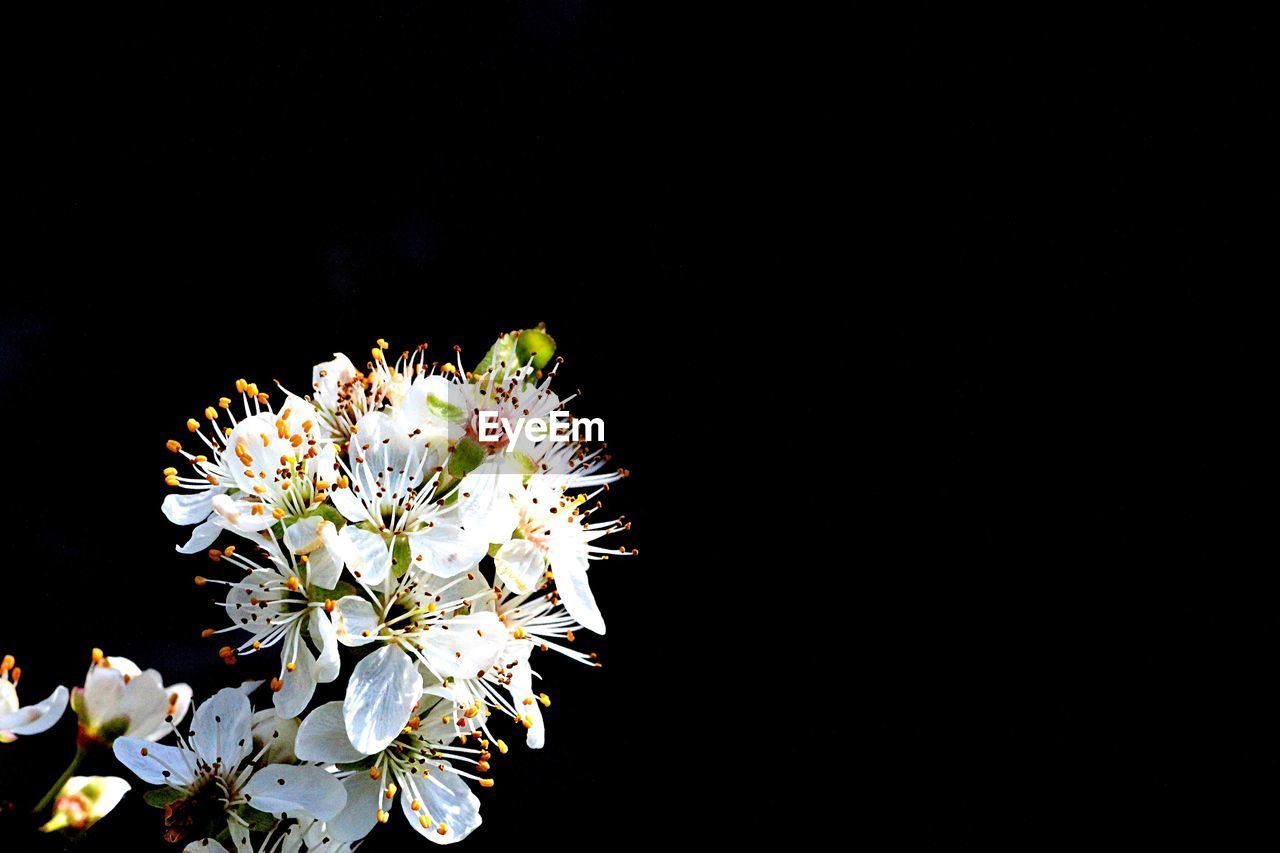 White flowers blooming against black background