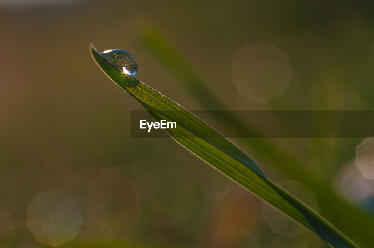 Close-up of water drops on plant